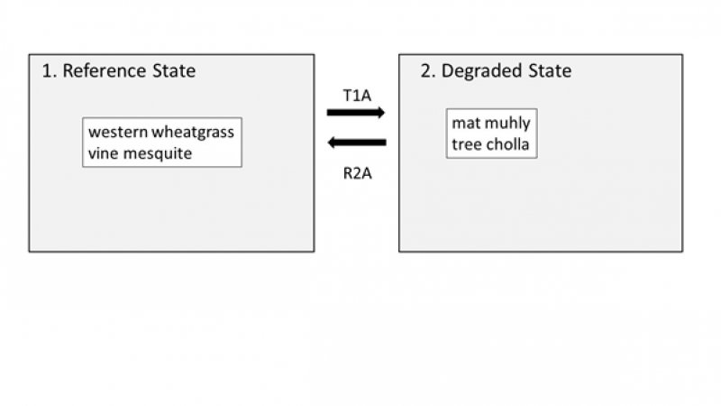 Model diagram
