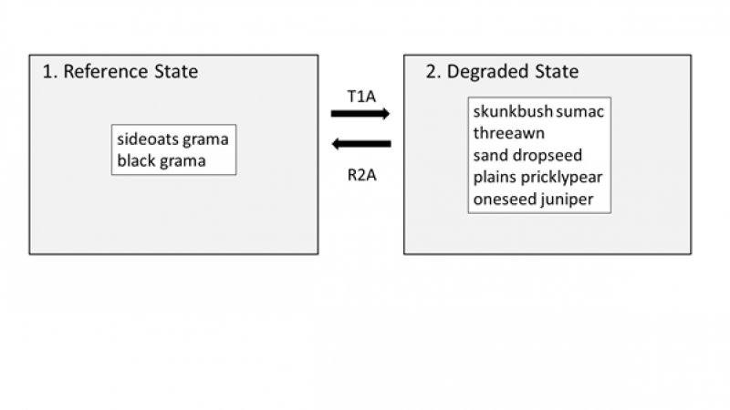 Model diagram