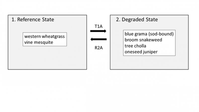 Model diagram