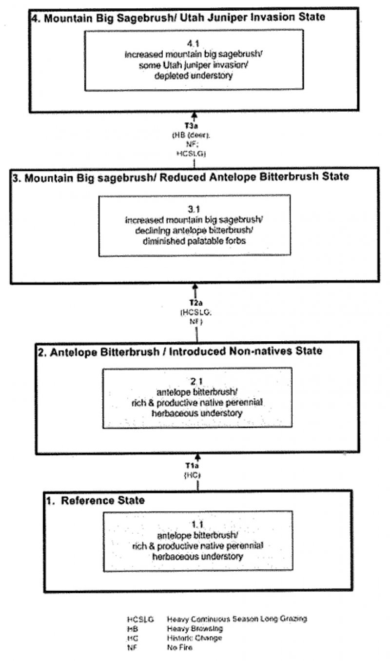 Model diagram