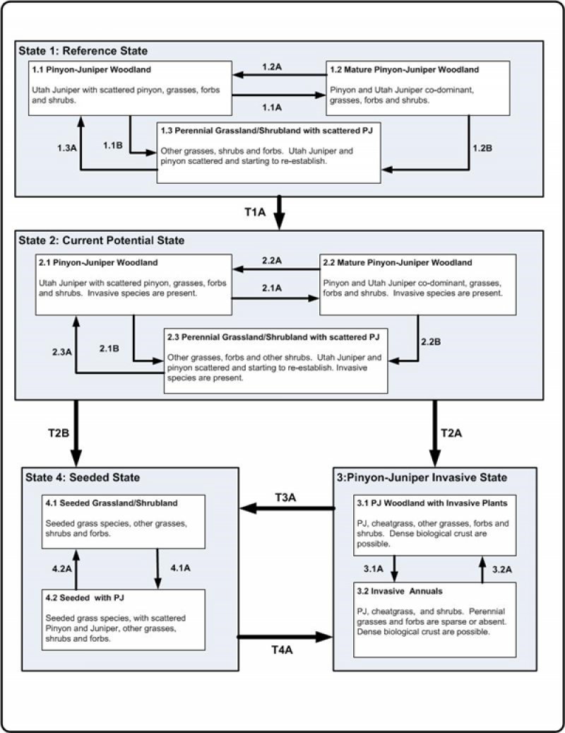 Model diagram