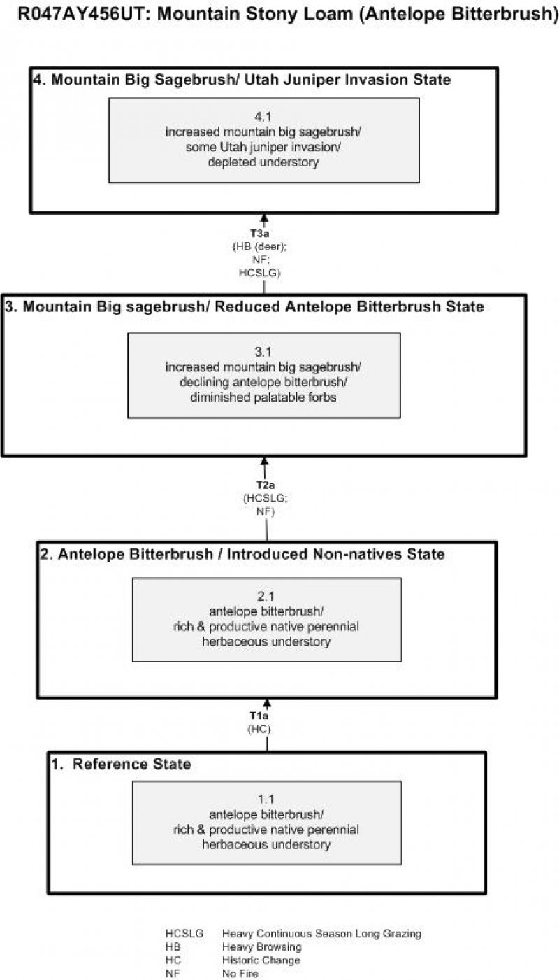 Model diagram
