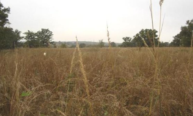 Tall/Midgrass Savanna Community