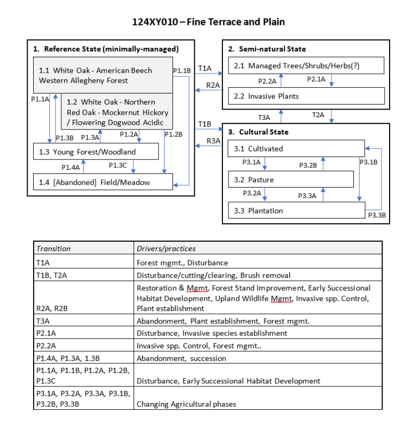 Model diagram