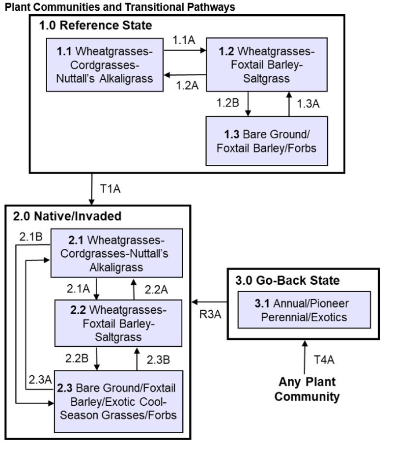 Model diagram