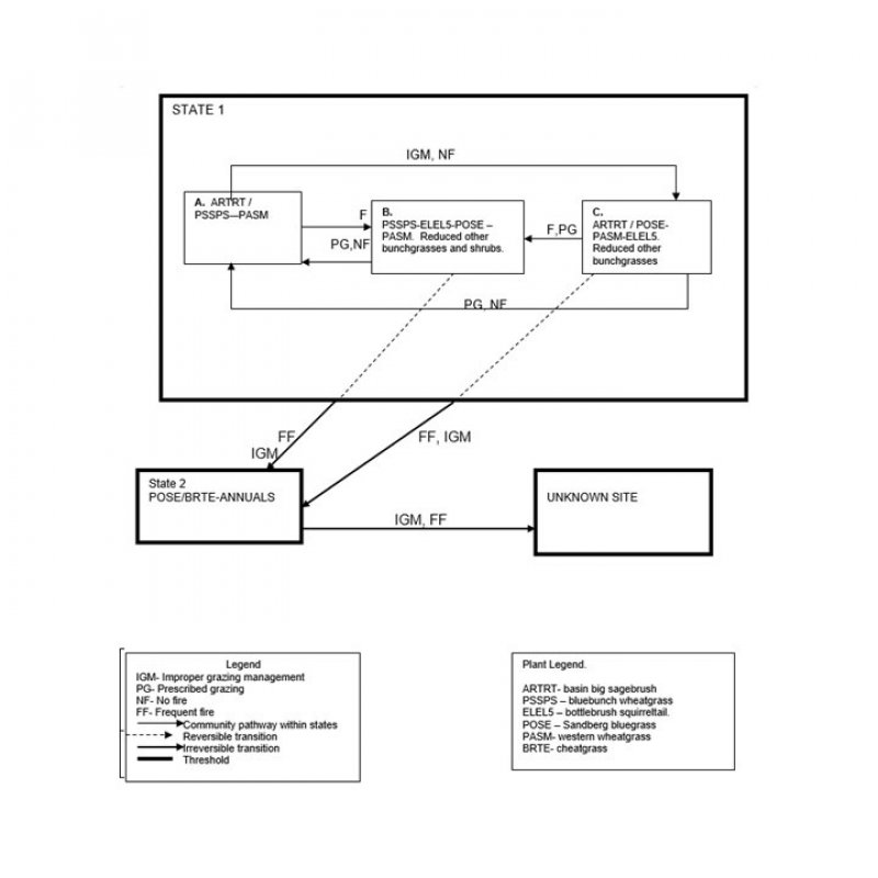 Model diagram