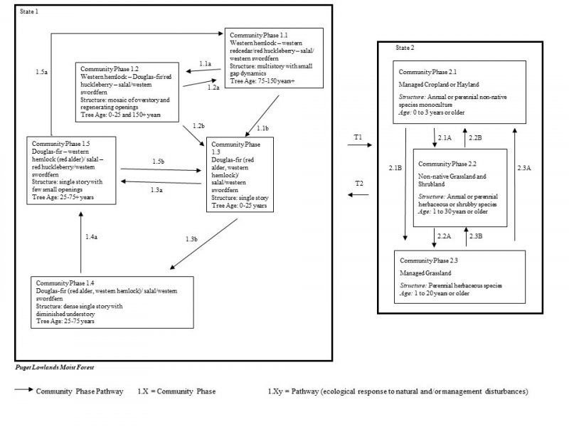 Model diagram