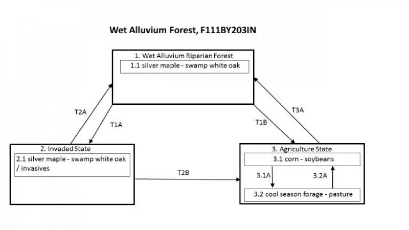 Model diagram