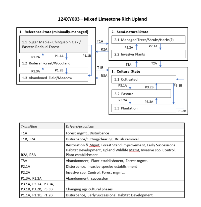 Model diagram