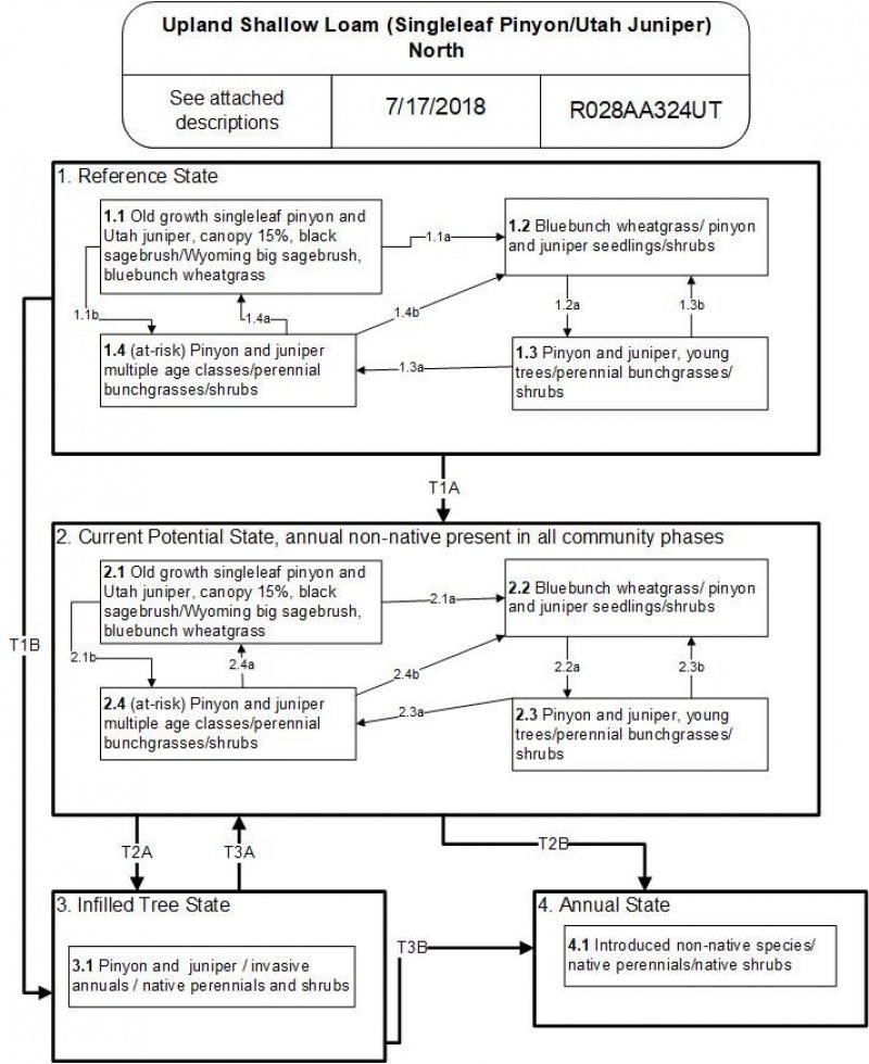 Model diagram
