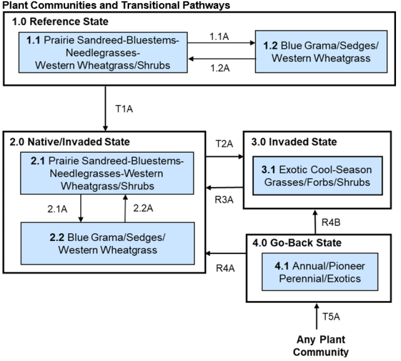 Model diagram