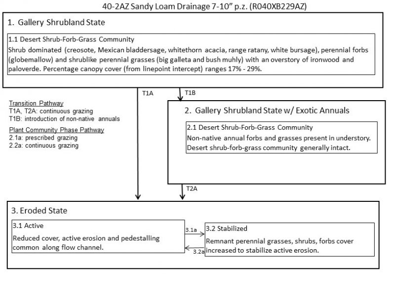 Model diagram