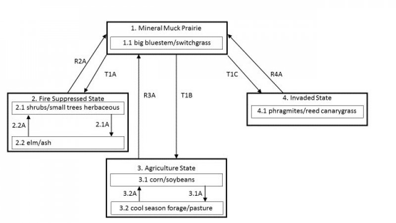 Model diagram