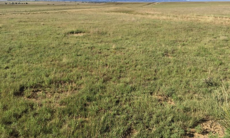 Warm-Season Grasses—Eroded