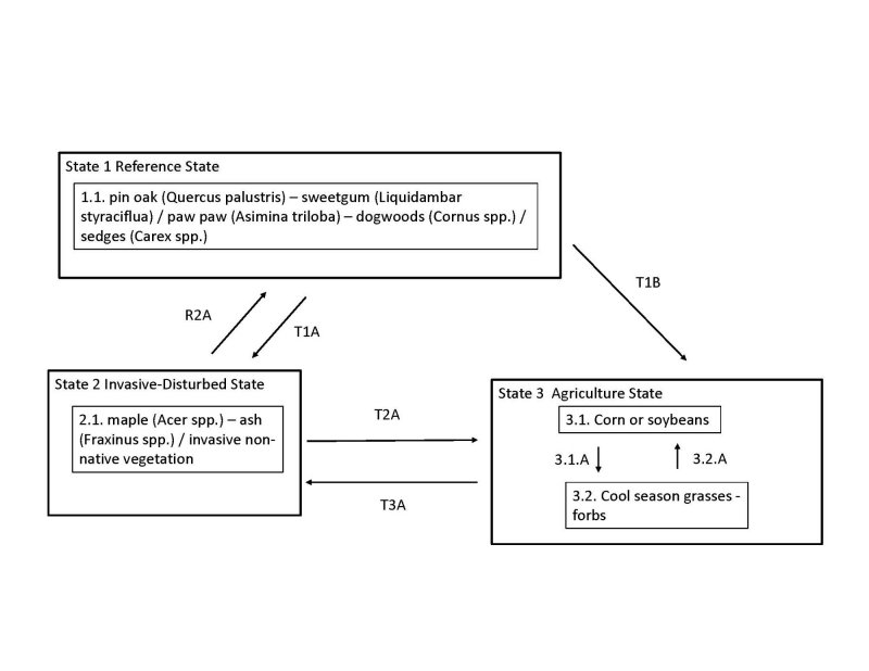 Model diagram