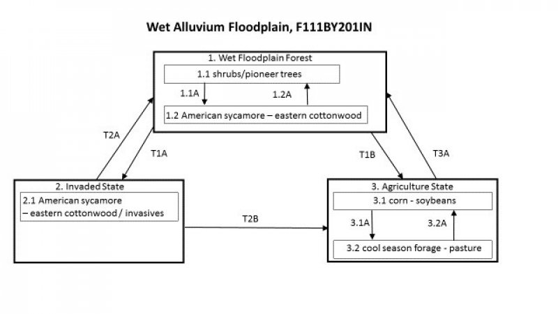 Model diagram