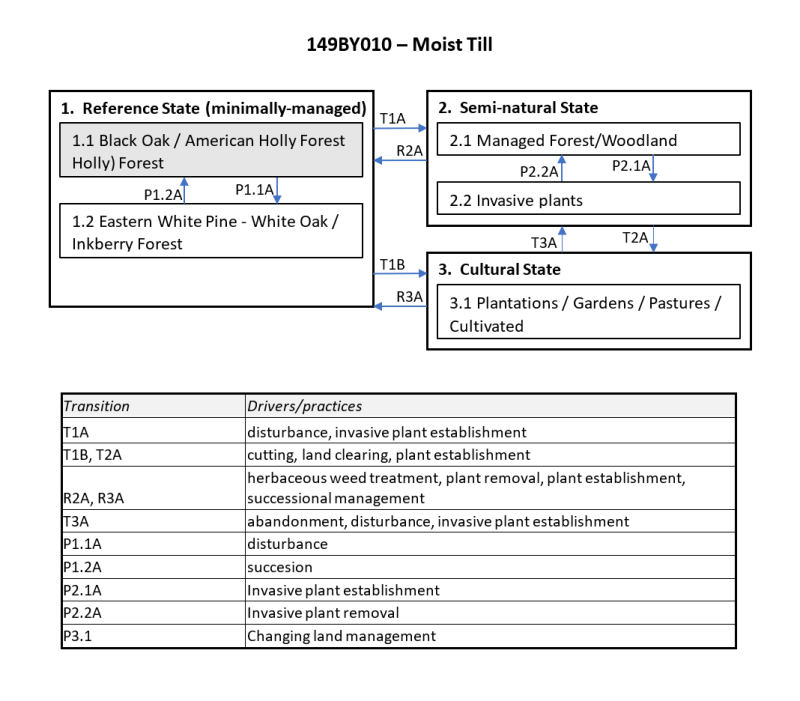 Model diagram