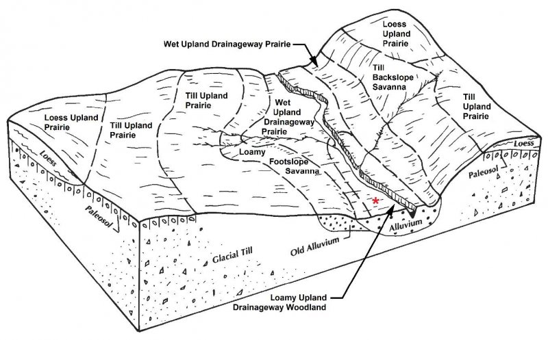 Model diagram