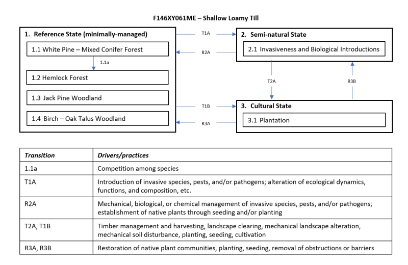 Model diagram