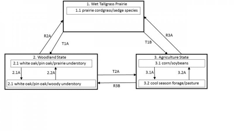 Model diagram