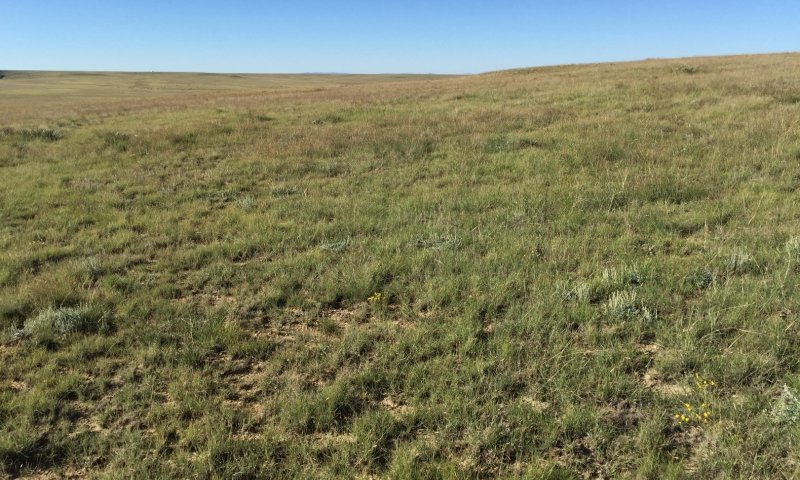 At risk: Diverse grasses, shrubs, and forbs—eroding