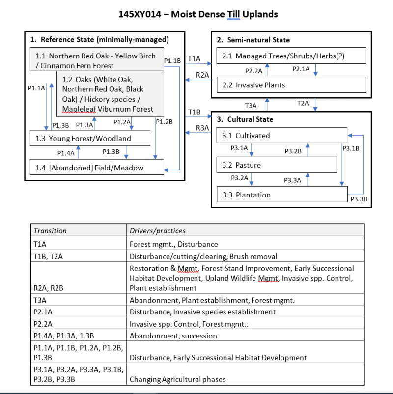 Model diagram