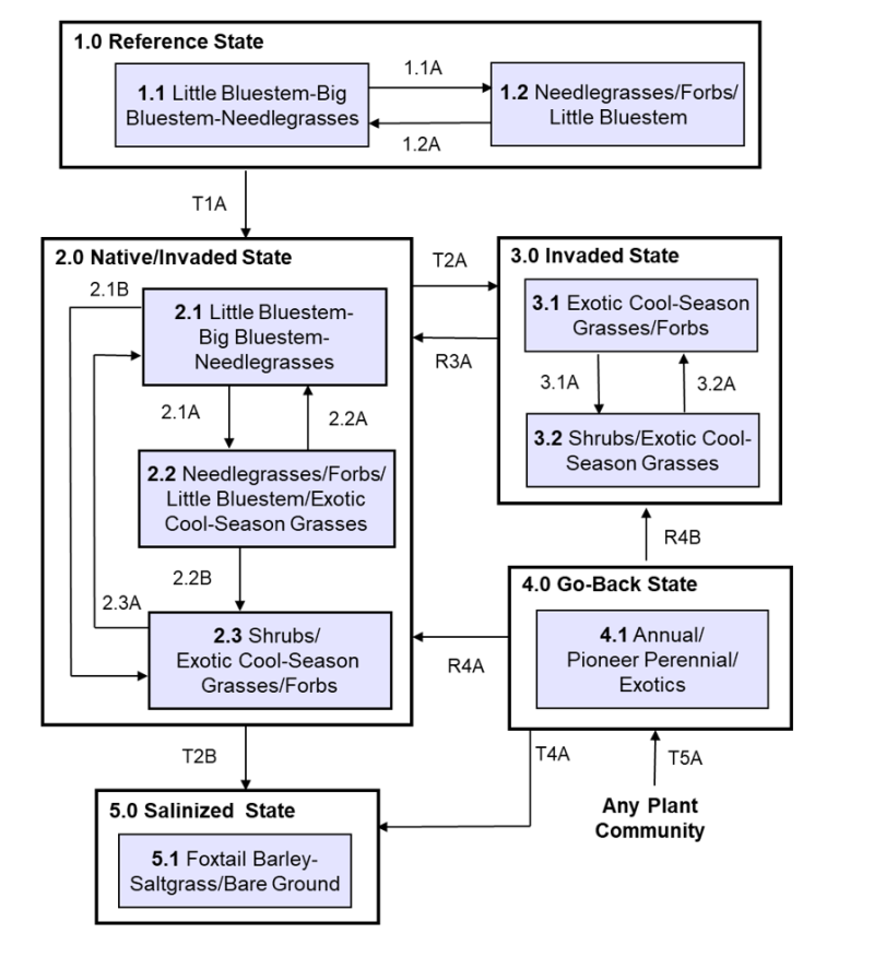 Model diagram