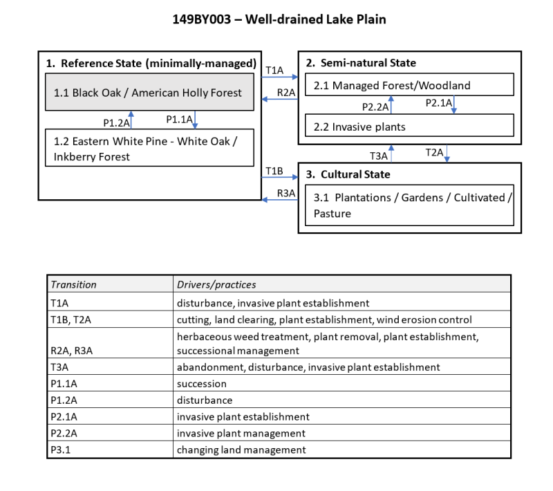 Model diagram