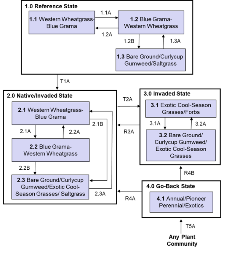 Model diagram