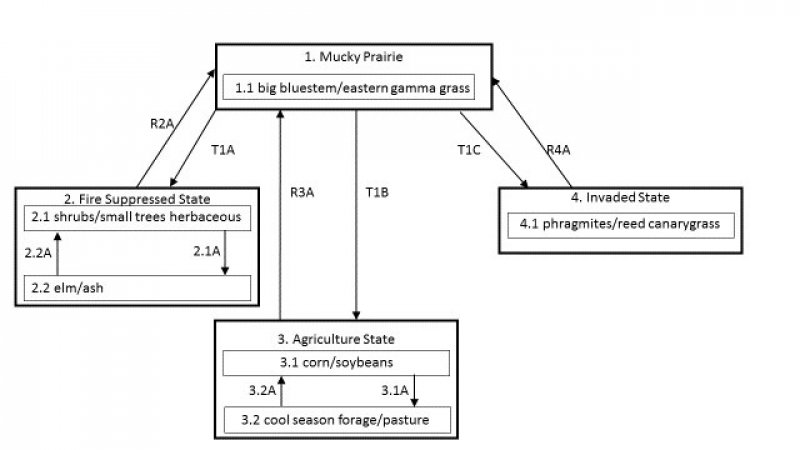 Model diagram