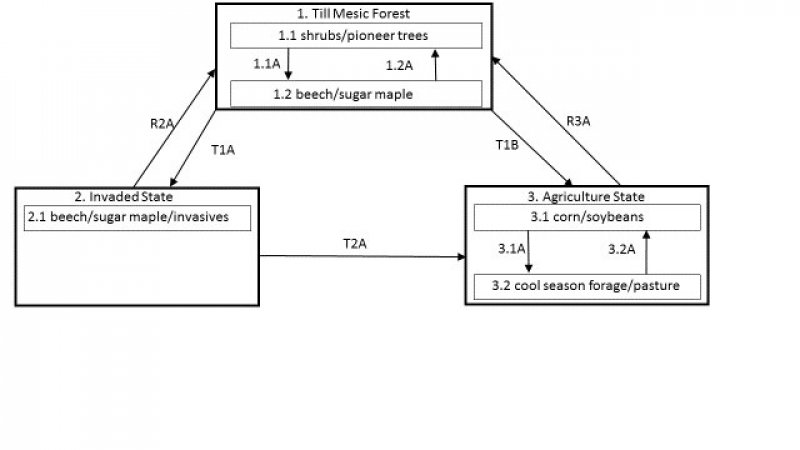 Model diagram