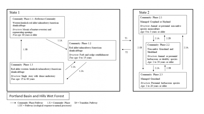 Model diagram