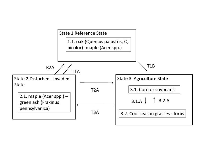 Model diagram