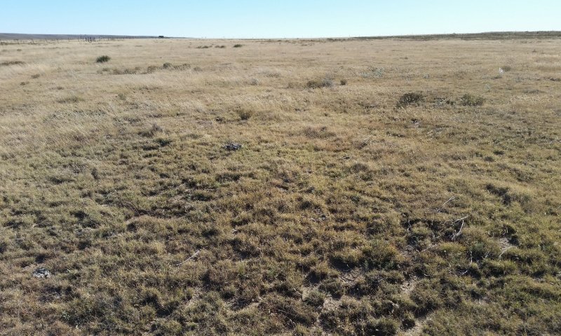 Grasses and weedy forbs—eroded