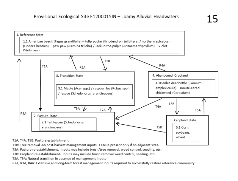 Model diagram