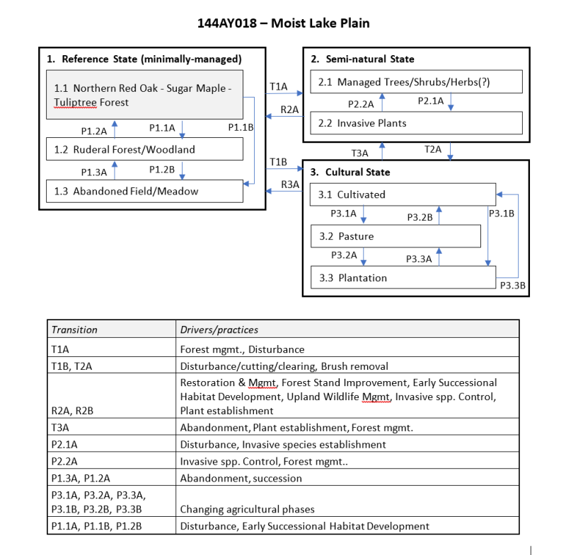 Model diagram