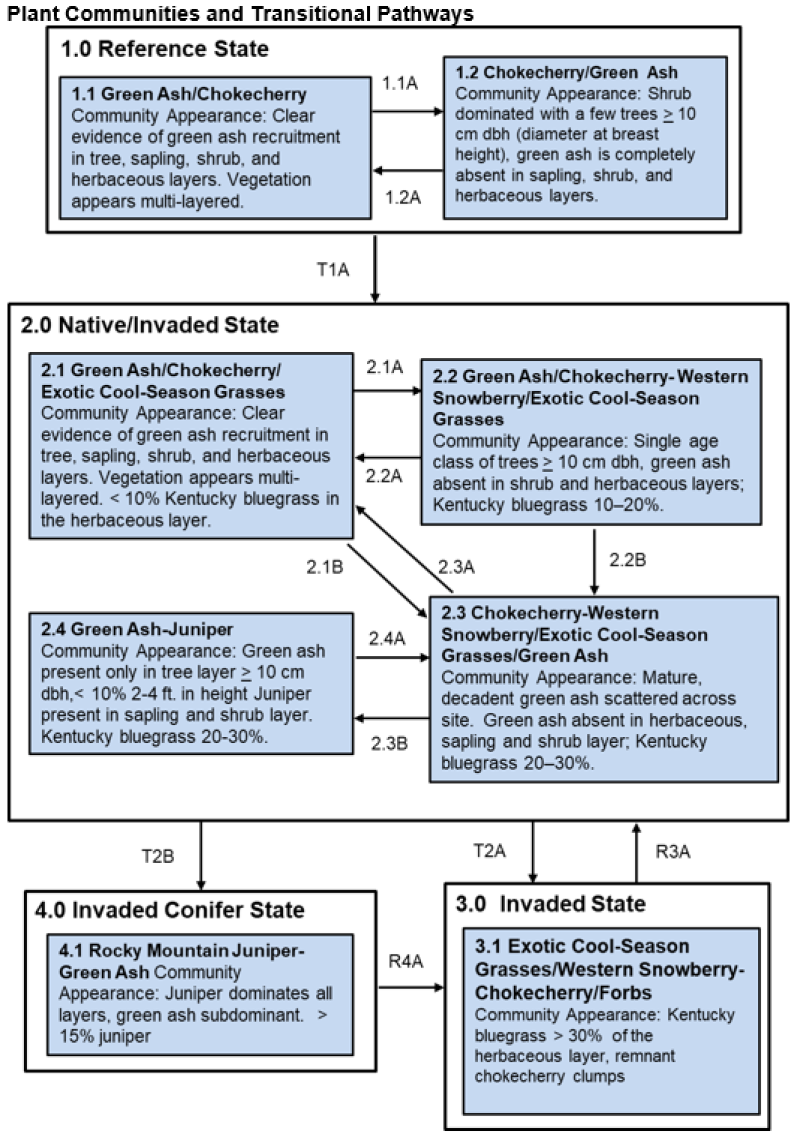 Model diagram
