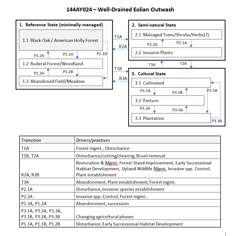 Model diagram