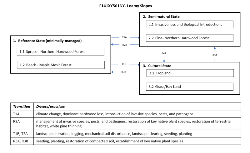 Model diagram