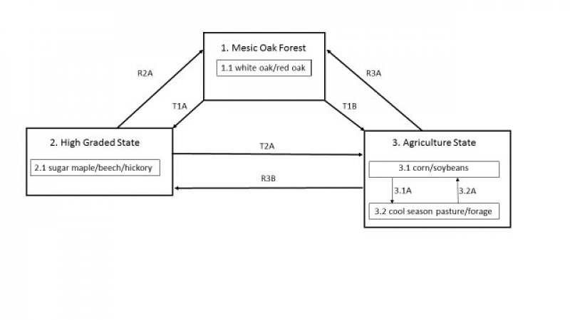 Model diagram