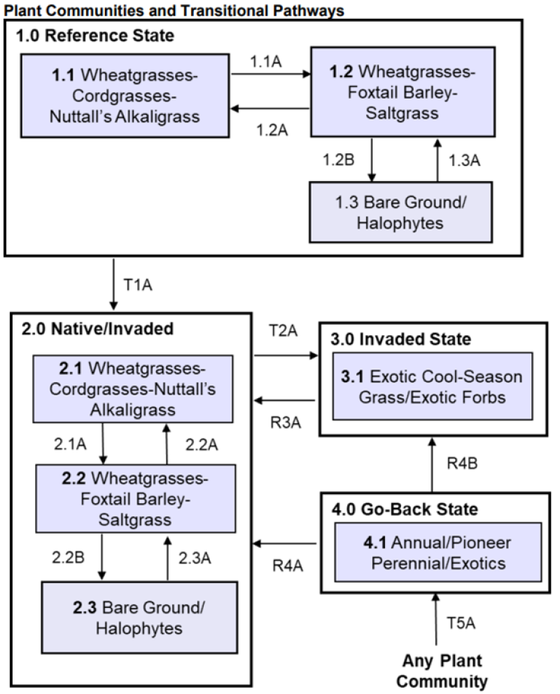 Model diagram