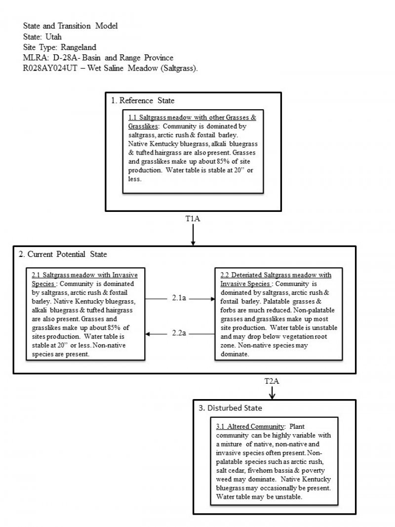 Model diagram