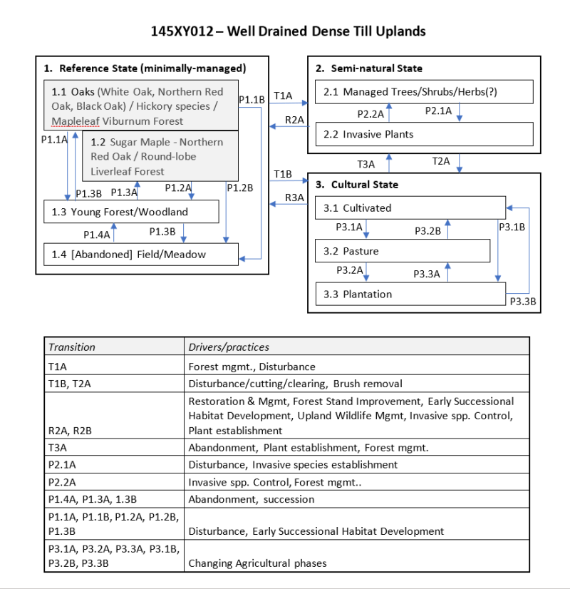 Model diagram