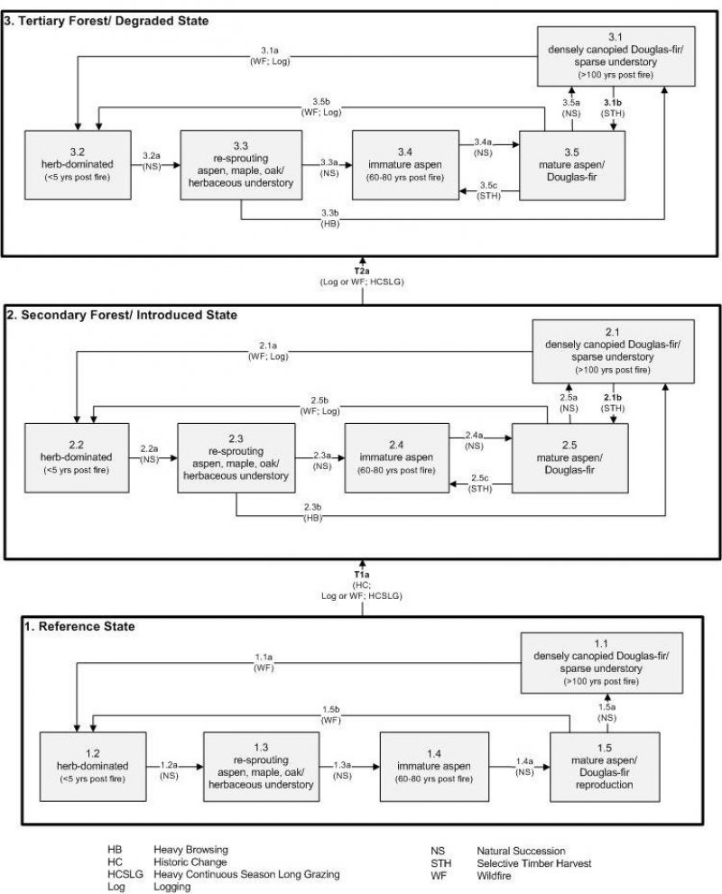 Model diagram