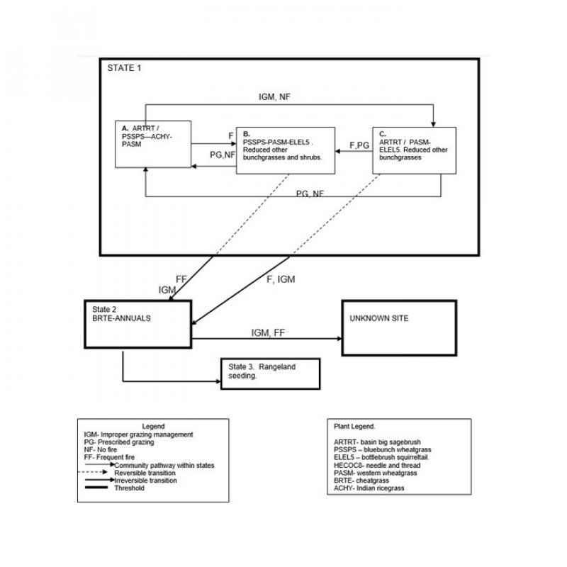 Model diagram