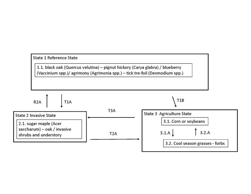 Model diagram