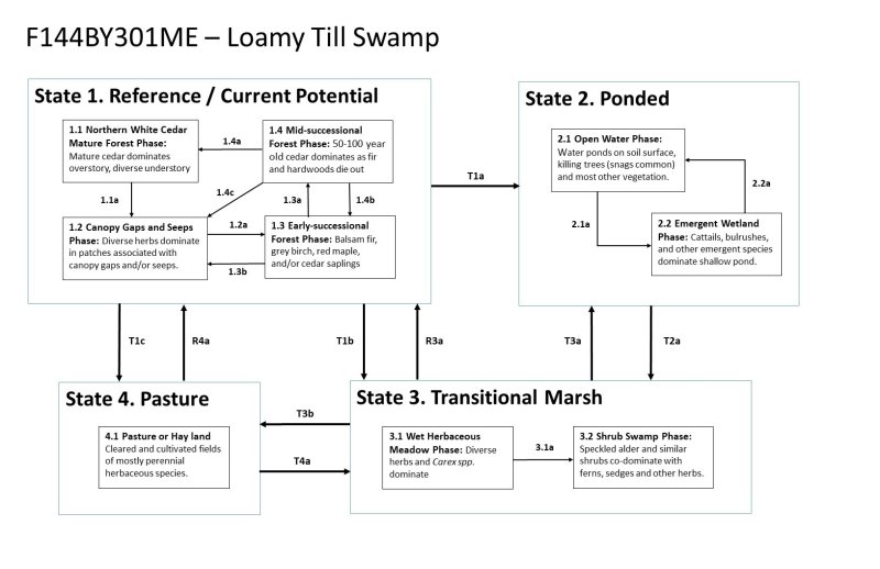 Model diagram