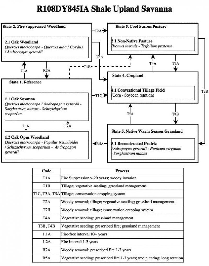 Model diagram