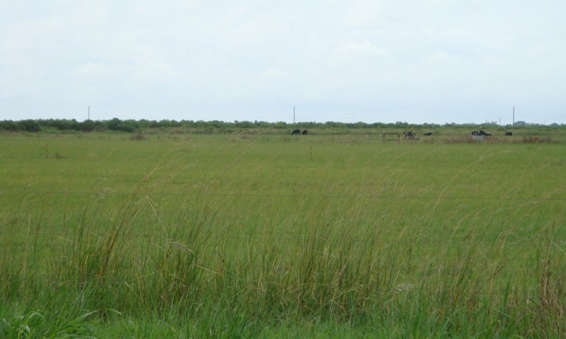 Converted Grassland