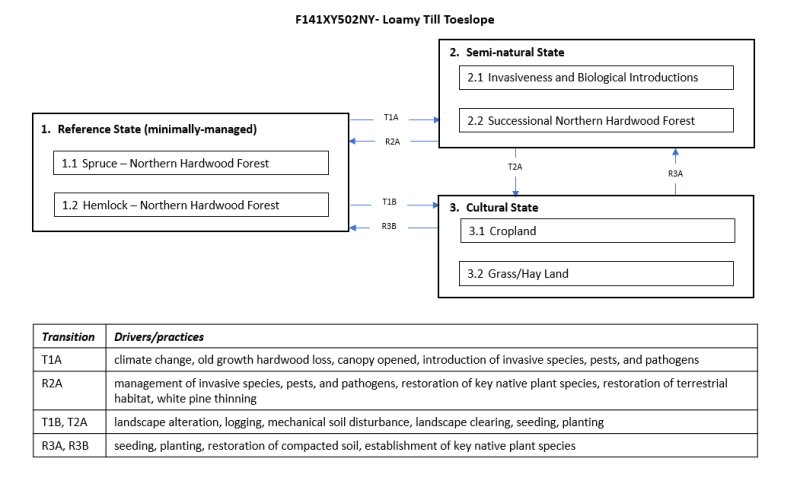 Model diagram